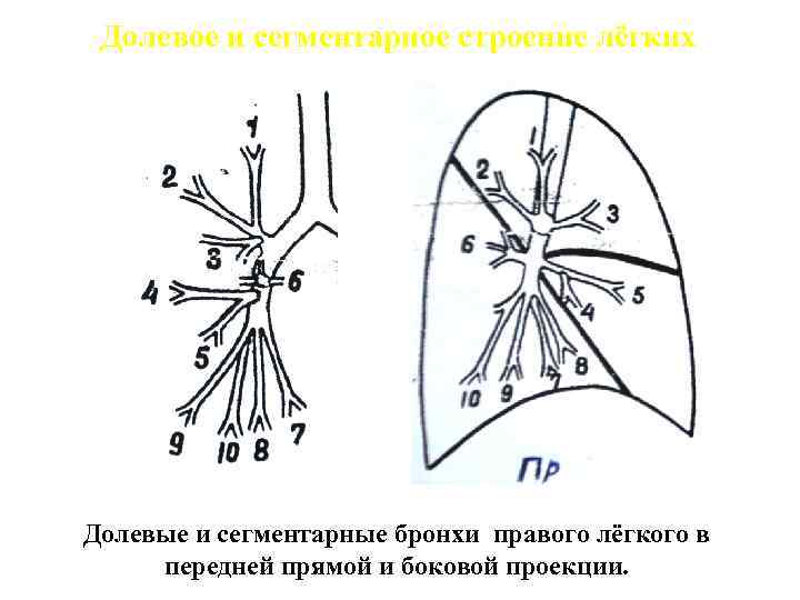 Бронхи легких схема. Сегментарное строение бронхов. Бронхи анатомия кт.