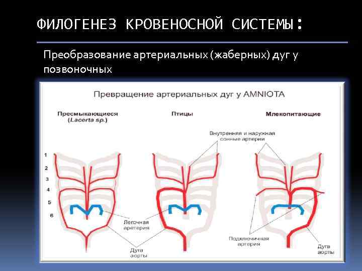 ФИЛОГЕНЕЗ КРОВЕНОСНОЙ СИСТЕМЫ: Преобразование артериальных (жаберных) дуг у позвоночных 