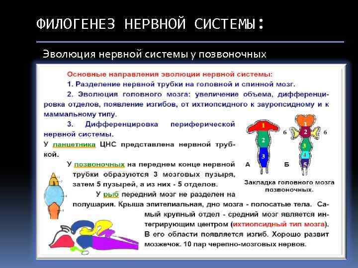 ФИЛОГЕНЕЗ НЕРВНОЙ СИСТЕМЫ: Эволюция нервной системы у позвоночных 