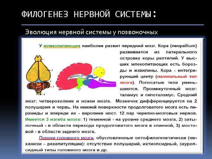 Сравнение мозга позвоночных. Развитие нервной системы у животных. Филогенез нервной системы. Филогенез нервной системы позвоночных. Эволюция нервной системы.