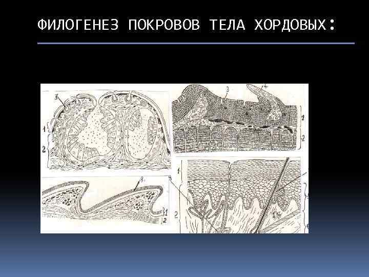 ФИЛОГЕНЕЗ ПОКРОВОВ ТЕЛА ХОРДОВЫХ: 