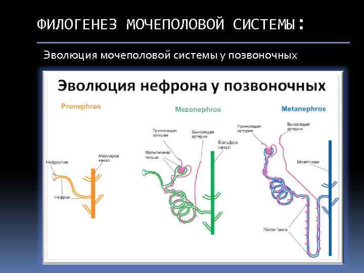 Филогенез