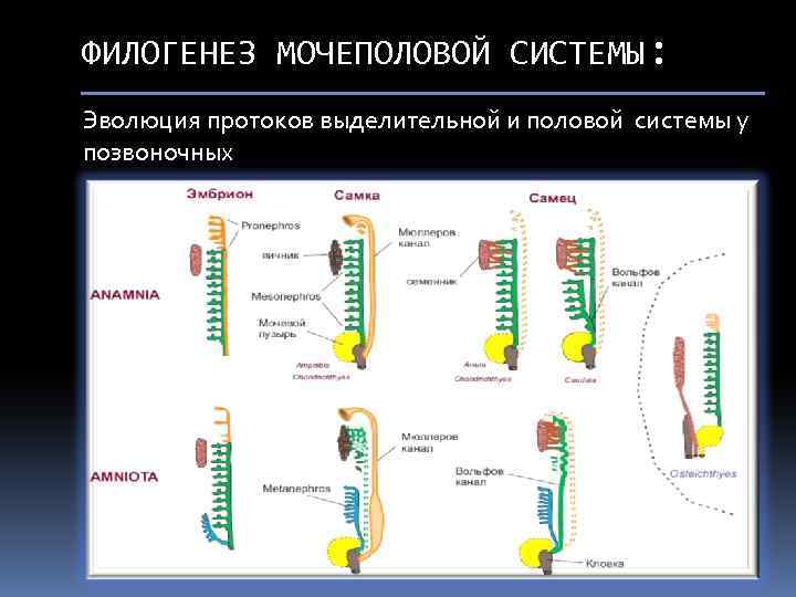 Филогенез позвоночных. Эволюция выделительной системы хордовых. Схема развития выделительной системы позвоночных. Филогенез мочеполовой системы позвоночных. Эволюция выделительной системы у позвоночных животных.