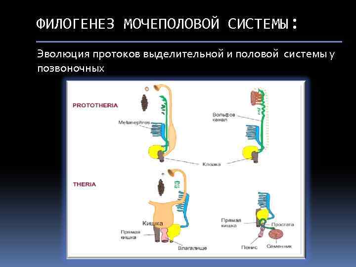 Филогенез систем