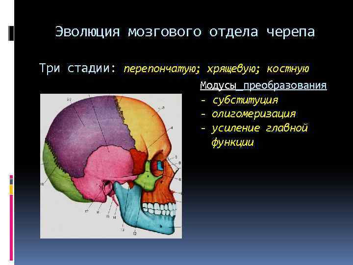 Эволюция мозгового отдела черепа Три стадии: перепончатую; хрящевую; костную Модусы преобразования - субституция -