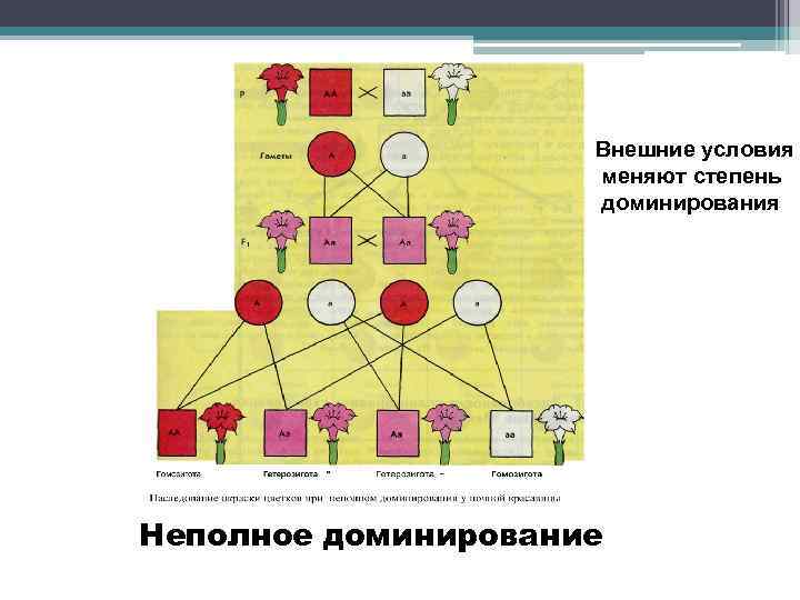 Внешние условия меняют степень доминирования Неполное доминирование 