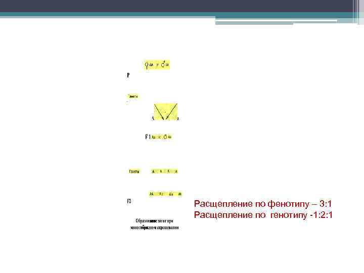 Расщепление по фенотипу – 3: 1 Расщепление по генотипу -1: 2: 1 