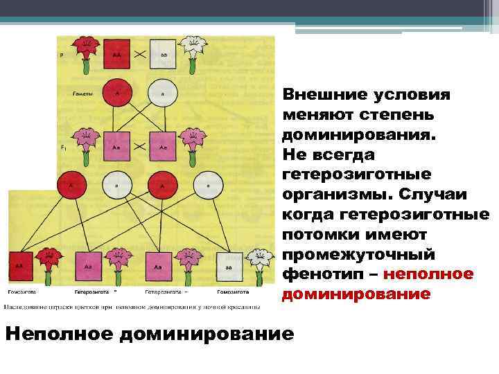 Внешние условия меняют степень доминирования. Не всегда гетерозиготные организмы. Случаи когда гетерозиготные потомки имеют