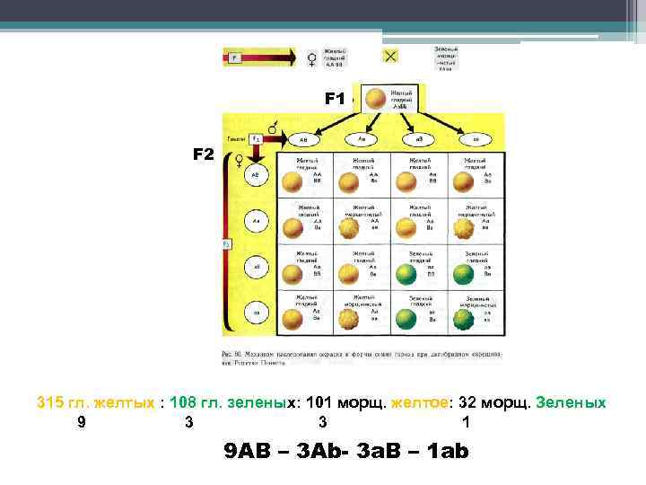 F 1 F 2 315 гл. желтых : 108 гл. зеленых: 101 морщ. желтое: