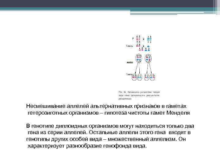 Несмешивание аллелей альтернативных признаков в гаметах гетерозиготных организмов – гипотеза чистоты гамет Менделя В