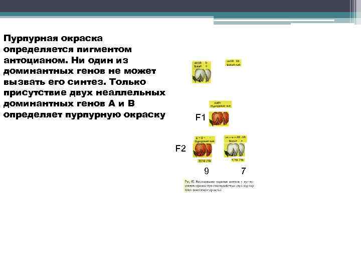 Пурпурная окраска определяется пигментом антоцианом. Ни один из доминантных генов не может вызвать его