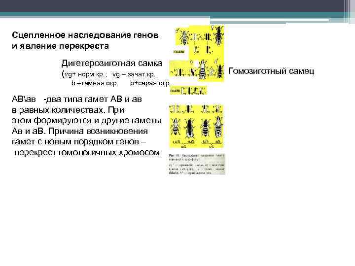 Сцепленное наследование генов и явление перекреста Дигетерозиготная самка (vg+ норм. кр. ; vg –