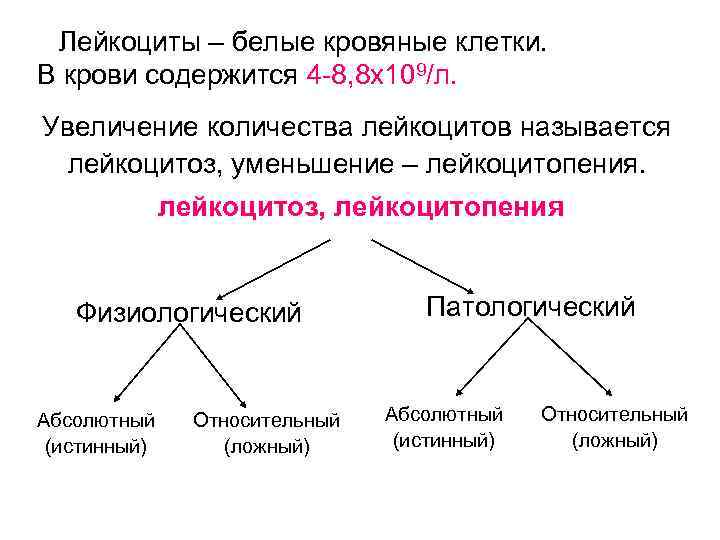 Лейкоциты – белые кровяные клетки. В крови содержится 4 -8, 8 x 109/л. Увеличение