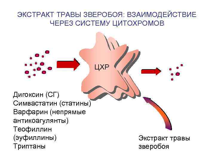 ЭКСТРАКТ ТРАВЫ ЗВЕРОБОЯ: ВЗАИМОДЕЙСТВИЕ ЧЕРЕЗ СИСТЕМУ ЦИТОХРОМОВ ЦХР Дигоксин (СГ) Симвастатин (статины) Варфарин (непрямые