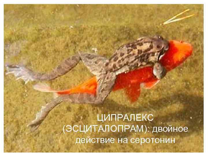 ЦИПРАЛЕКС (ЭСЦИТАЛОПРАМ): двойное действие на серотонин 