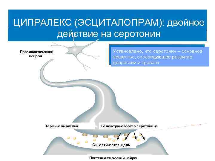 ЦИПРАЛЕКС (ЭСЦИТАЛОПРАМ): двойное действие на серотонин Пресинаптический нейрон Терминаль аксона Установлено, что серотонин –