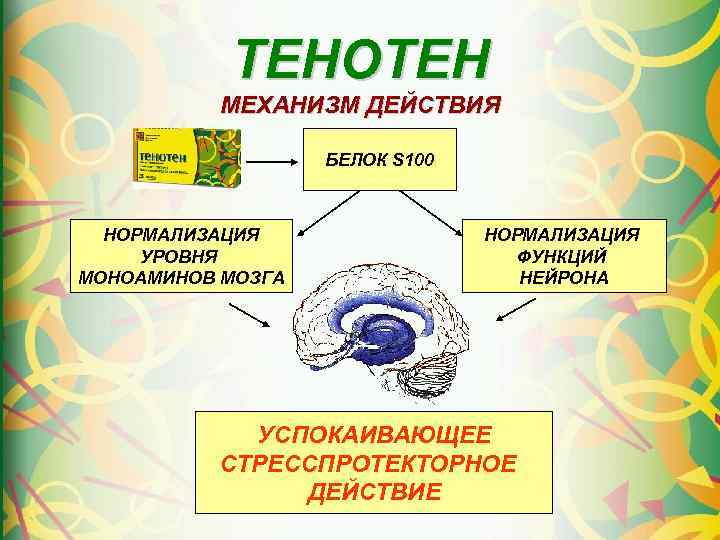 ТЕНОТЕН МЕХАНИЗМ ДЕЙСТВИЯ БЕЛОК S 100 НОРМАЛИЗАЦИЯ УРОВНЯ МОНОАМИНОВ МОЗГА НОРМАЛИЗАЦИЯ ФУНКЦИЙ НЕЙРОНА УСПОКАИВАЮЩЕЕ