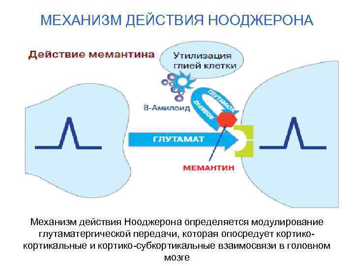 МЕХАНИЗМ ДЕЙСТВИЯ НООДЖЕРОНА Механизм действия Нооджерона определяется модулирование глутаматергической передачи, которая опосредует кортикокортикальные и