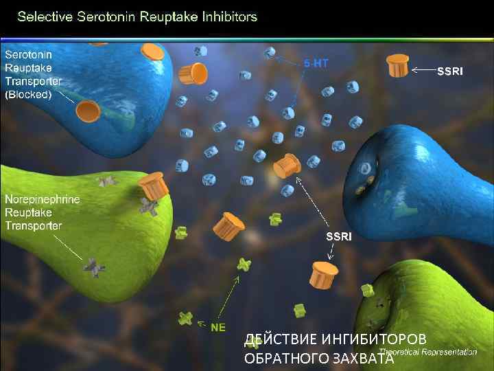 ДЕЙСТВИЕ ИНГИБИТОРОВ ОБРАТНОГО ЗАХВАТА 