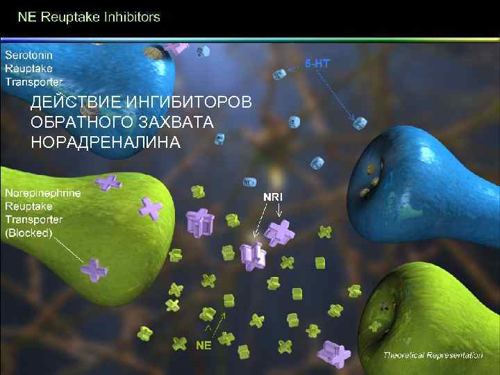 ДЕЙСТВИЕ ИНГИБИТОРОВ ОБРАТНОГО ЗАХВАТА НОРАДРЕНАЛИНА 