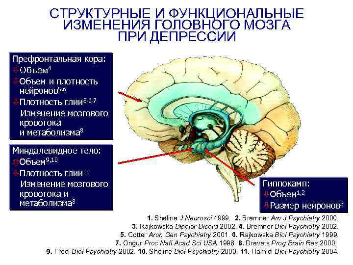 Органические изменения головного мозга. Изменения в мозге при депрессии. Что такое функциональные изменения в головном мозге.