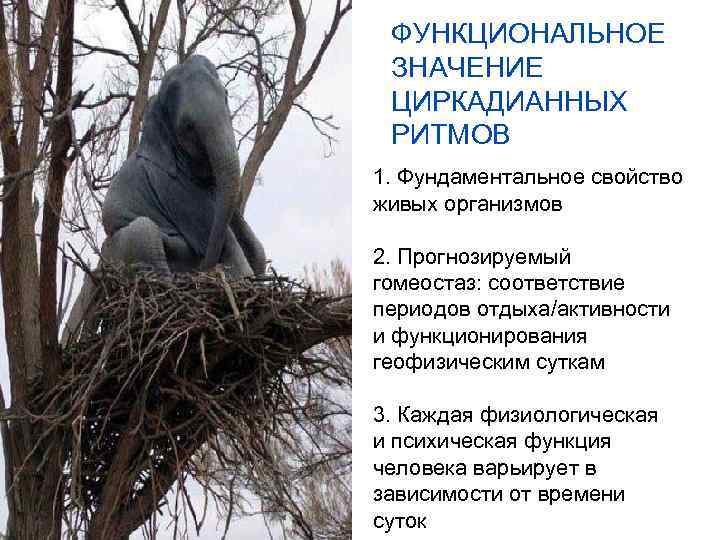ФУНКЦИОНАЛЬНОЕ ЗНАЧЕНИЕ ЦИРКАДИАННЫХ РИТМОВ 1. Фундаментальное свойство живых организмов 2. Прогнозируемый гомеостаз: соответствие периодов
