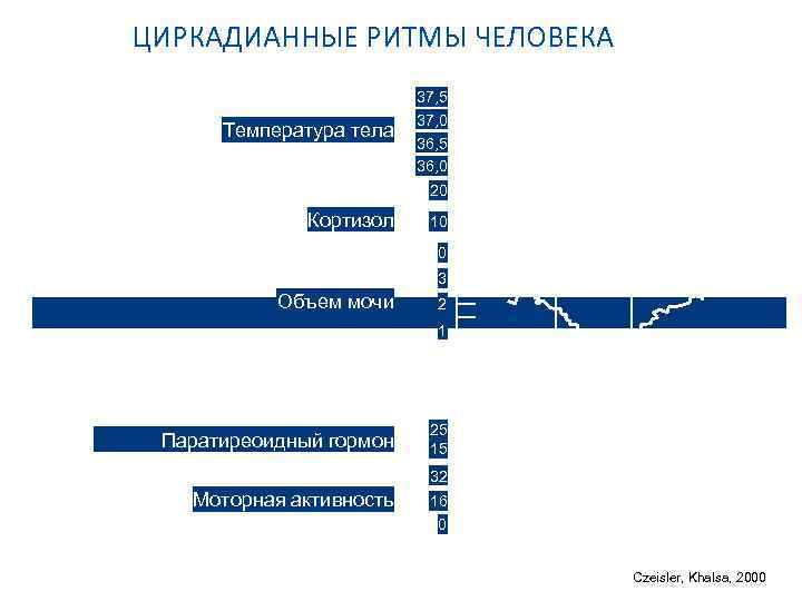 ЦИРКАДИАННЫЕ РИТМЫ ЧЕЛОВЕКА Температура тела W 37, 5 37, 0 S W 36, 5