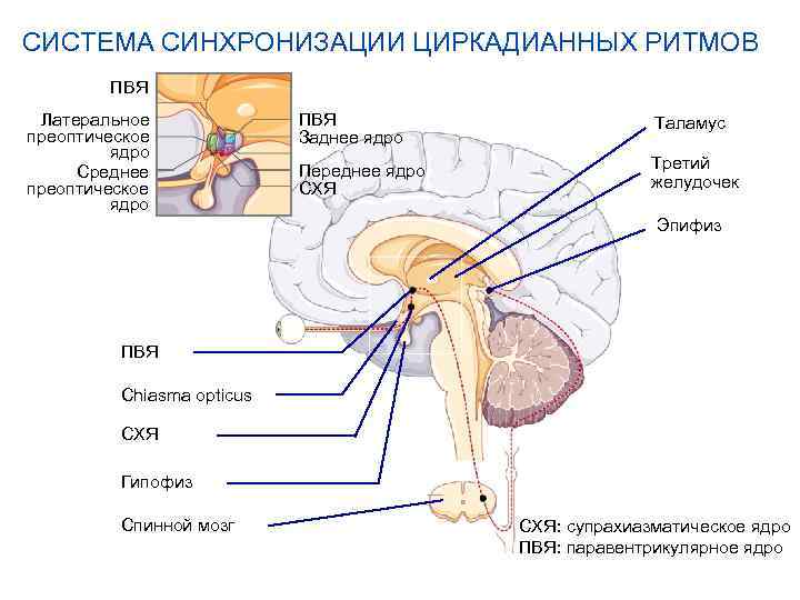 СИСТЕМА СИНХРОНИЗАЦИИ ЦИРКАДИАННЫХ РИТМОВ ПВЯ Латеральное преоптическое ядро Среднее преоптическое ядро ПВЯ Заднее ядро