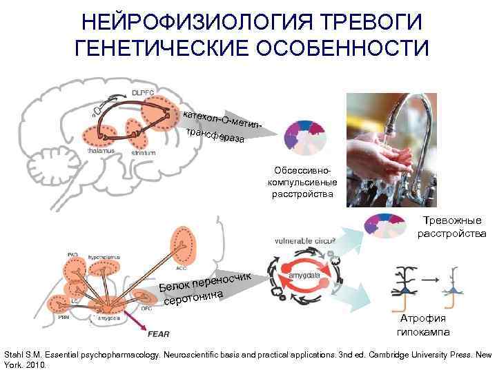 Нейрофизиология курсы