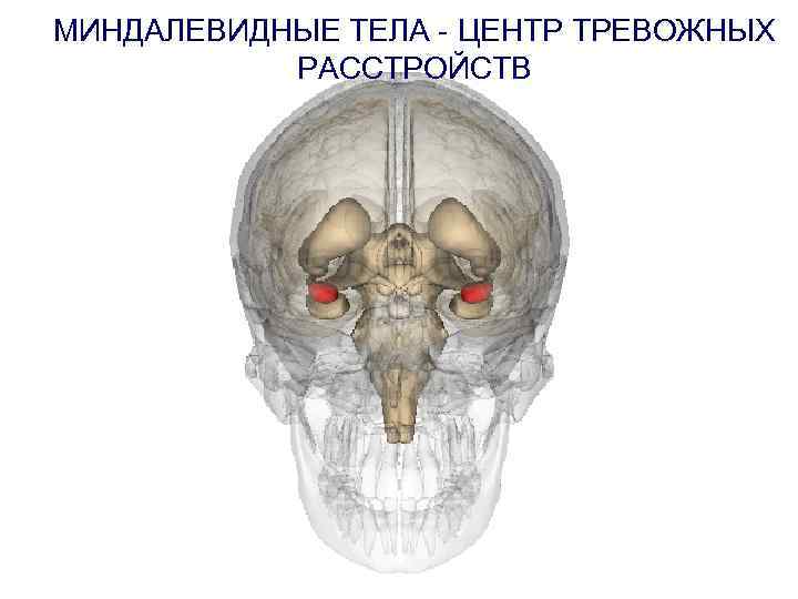 МИНДАЛЕВИДНЫЕ ТЕЛА - ЦЕНТР ТРЕВОЖНЫХ РАССТРОЙСТВ 