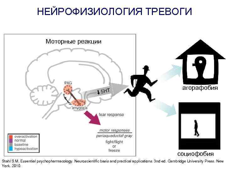 Нейрофизиология курсы