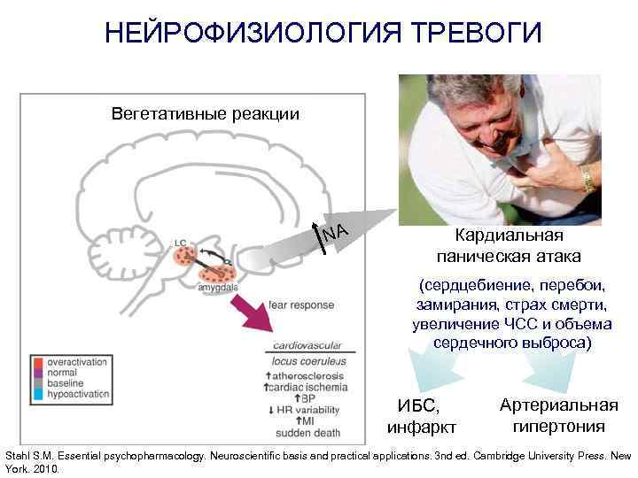 Нейрофизиология курсы