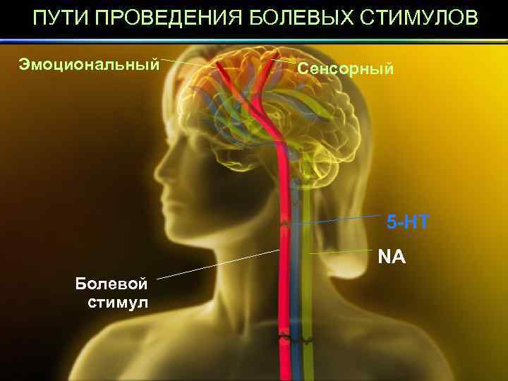 ПУТИ ПРОВЕДЕНИЯ БОЛЕВЫХ СТИМУЛОВ Эмоциональный Сенсорный 5 -HT NA Болевой стимул 