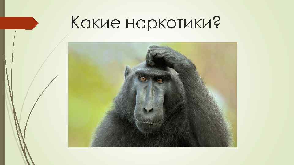 Какие наркотики? 