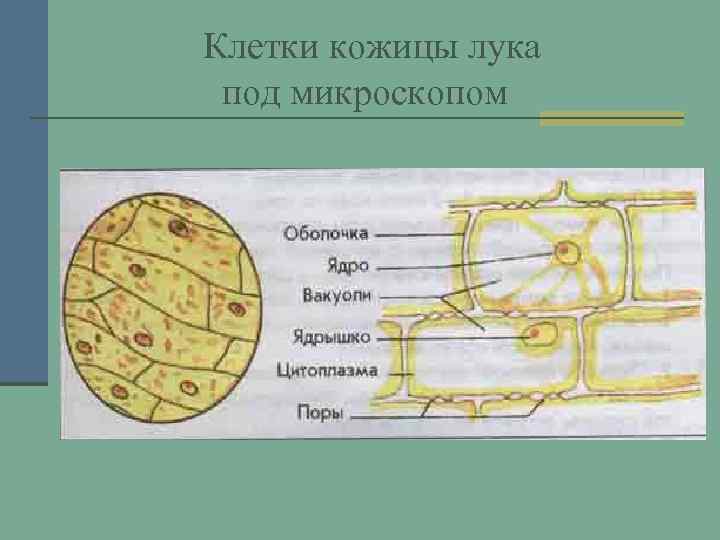 Клетки кожицы лука под микроскопом 