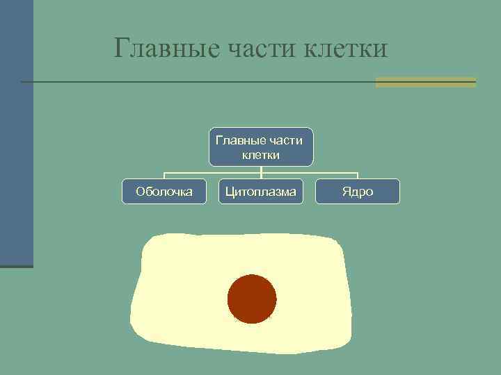 Главные части клетки Оболочка Цитоплазма Ядро 