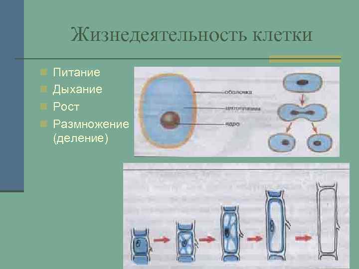 Жизнедеятельность клетки n Питание n Дыхание n Рост n Размножение (деление) 