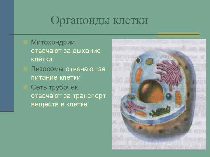 Органоиды клетки n Митохондрии отвечают за дыхание клетки n Лизосомы отвечают за питание клетки