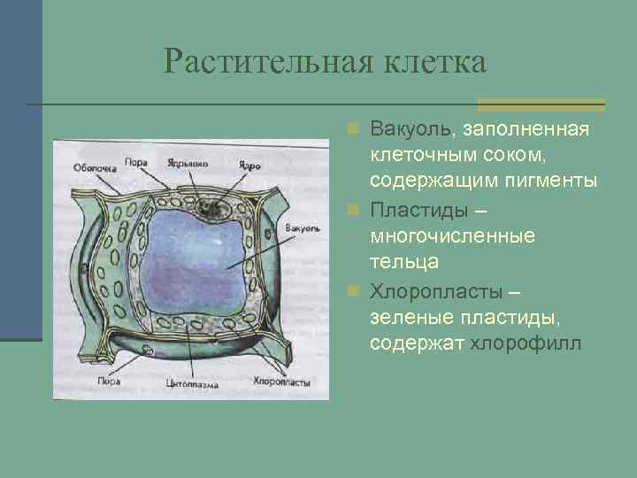 Растительная клетка n Вакуоль, заполненная клеточным соком, содержащим пигменты n Пластиды – многочисленные тельца