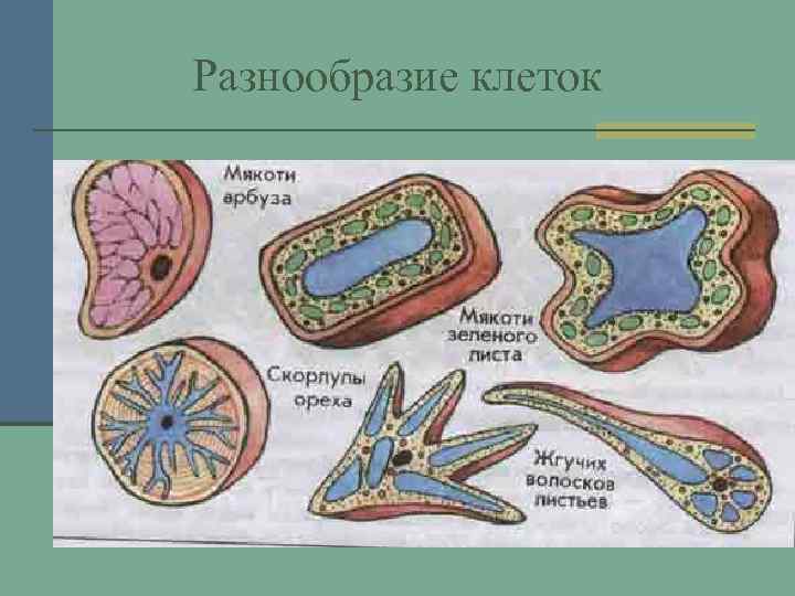 Разнообразие клеток 