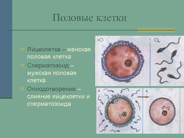 Половые клетки n Яйцеклетка – женская половая клетка n Сперматозоид – мужская половая клетка