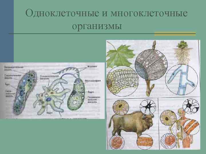 Одноклеточные и многоклеточные организмы 