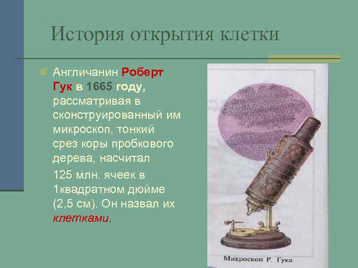 История открытия клетки n Англичанин Роберт Гук в 1665 году, рассматривая в сконструированный им