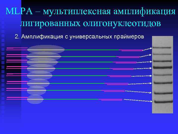 MLPA – мультиплексная амплификация лигированных олигонуклеотидов 2. Амплификация с универсальных праймеров 