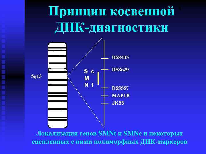  Принцип косвенной ДНК-диагностики - q D 5 S 435 5 q 13 S