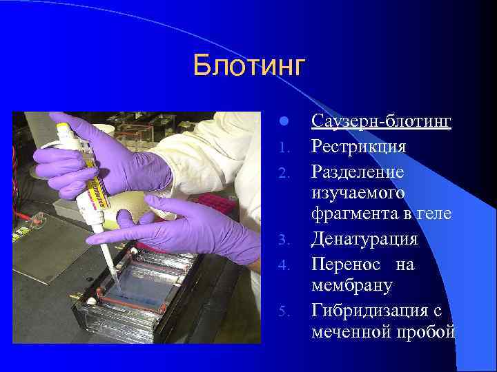 Блотинг l 1. 2. 3. 4. 5. Саузерн-блотинг Рестрикция Разделение изучаемого фрагмента в геле