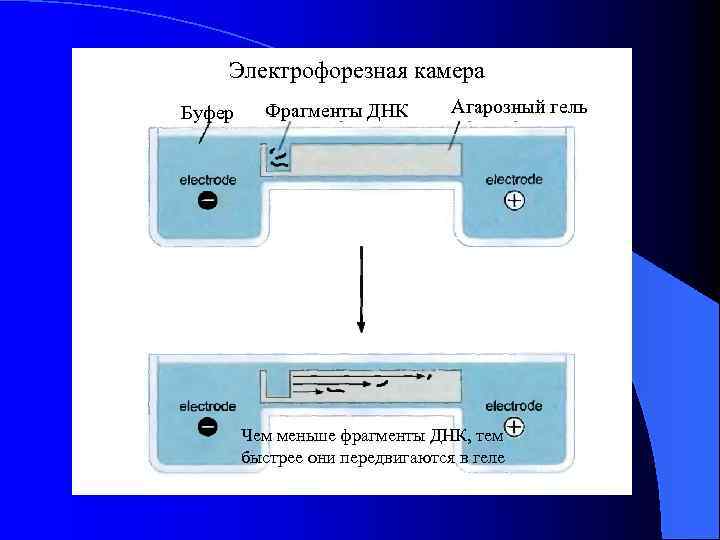 Электрофорезная камера Буфер Фрагменты ДНК Агарозный гель Чем меньше фрагменты ДНК, тем быстрее они
