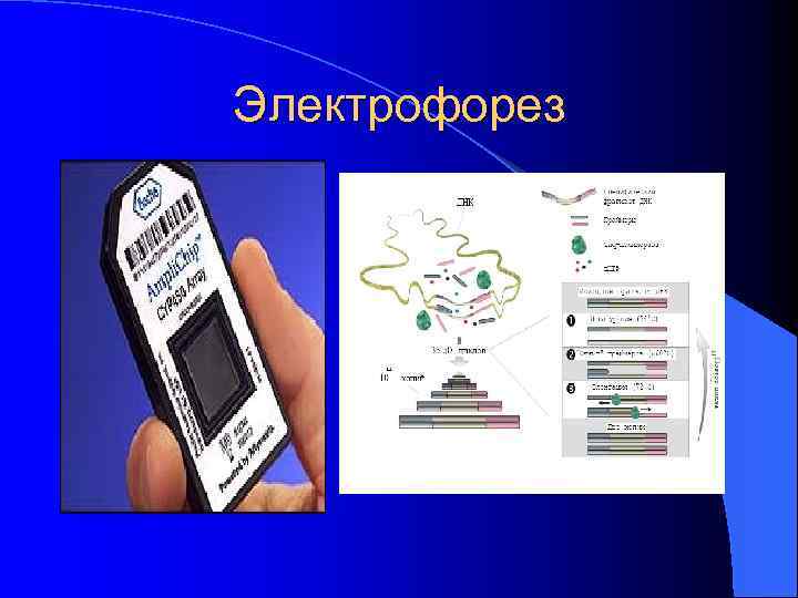 Электрофорез 