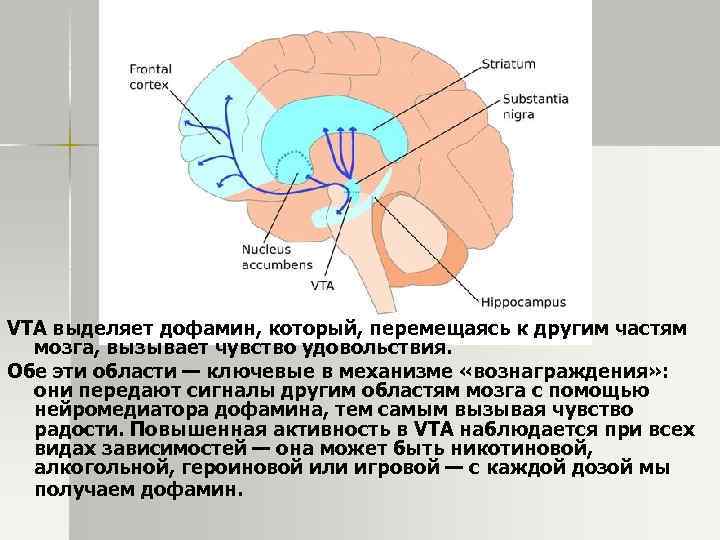 VTA выделяет дофамин, который, перемещаясь к другим частям мозга, вызывает чувство удовольствия. Обе эти