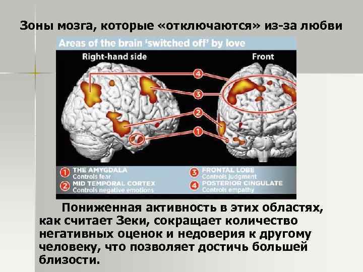 Зоны мозга, которые «отключаются» из-за любви Пониженная активность в этих областях, как считает Зеки,